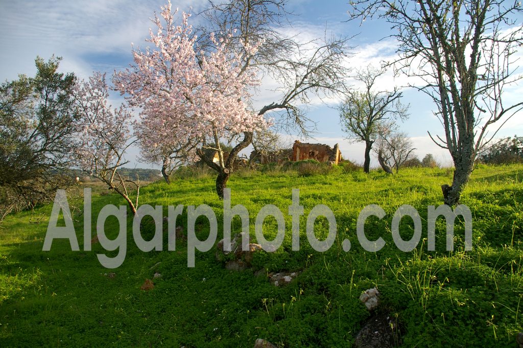 Algarve photography Almond Tree Blossom
