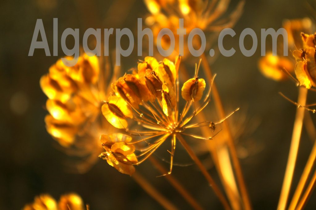 Algarve photography Springtime 