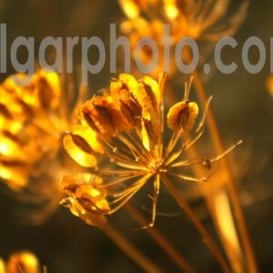 Algarve photography colour macro image