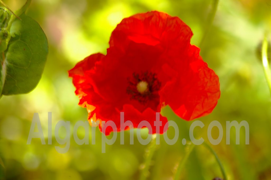 Algarve photography Poppy Macro