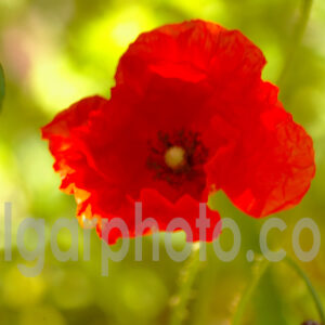 Algarve photography colour macro image