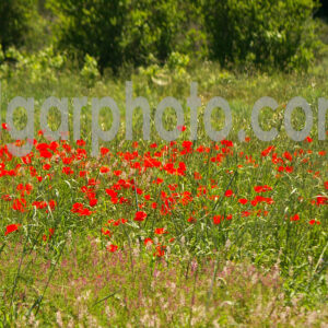 Algarve photography