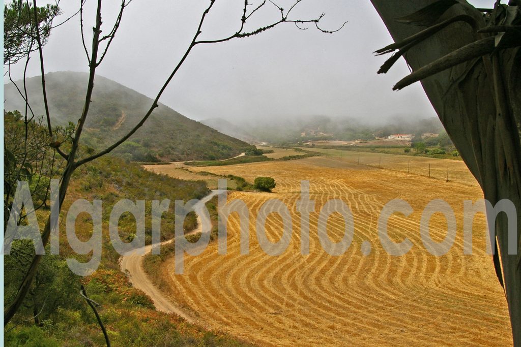 Algarve photography Aljezur Crops