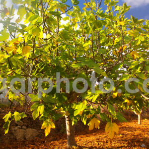 Algarve photography colour landscapes