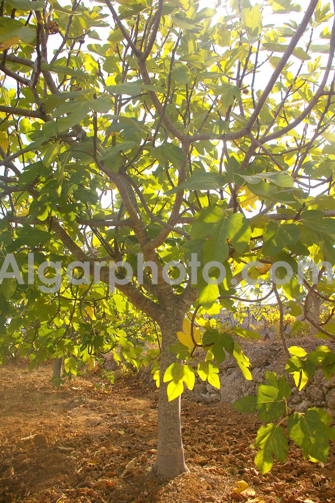 Algarve photography Autumn Vines Fig Trees 1