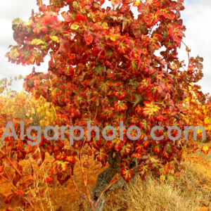 Algarve photography colour images by algarphoto