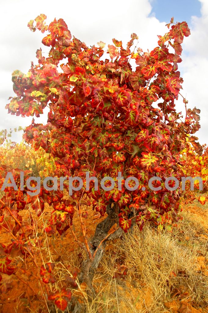 Algarve photography Autumn Vines 2
