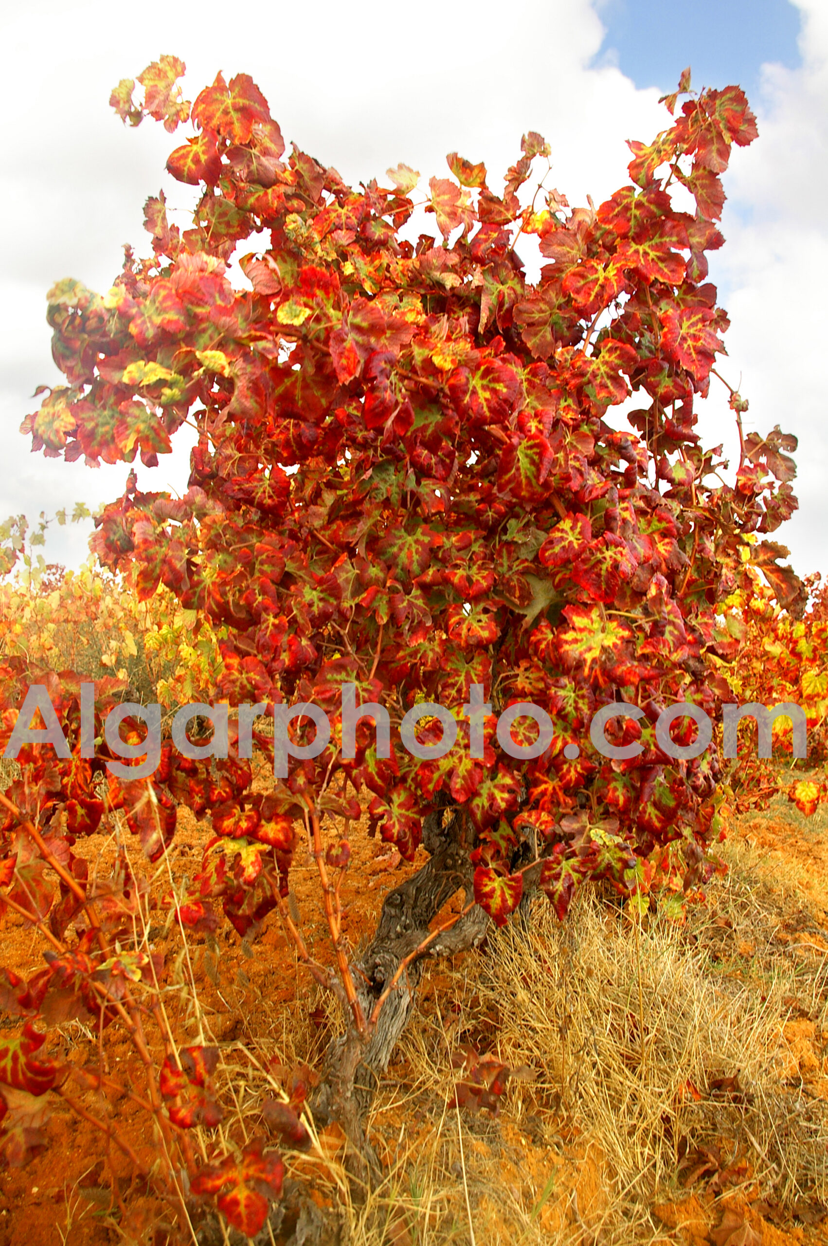Algarve photography colour images by algarphoto