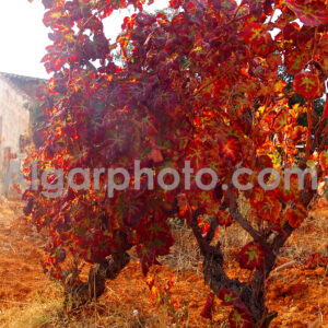 Algarve photography mono images by algarphoto