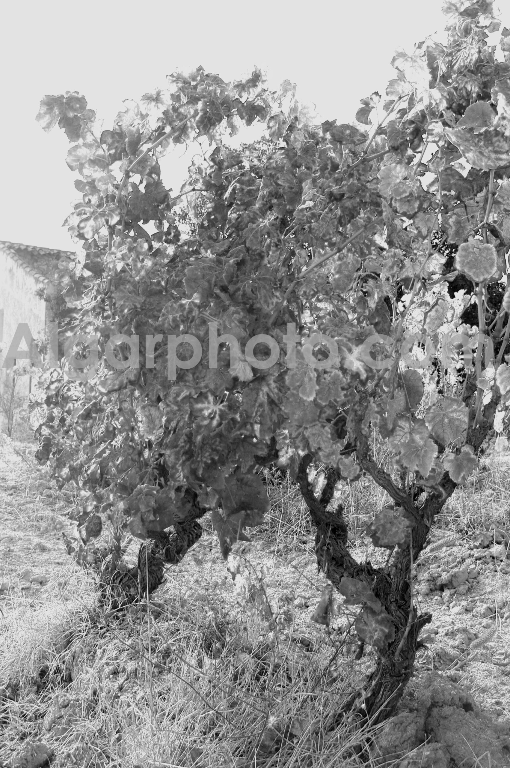 Algarve photography Autumn Vines 1 Mono