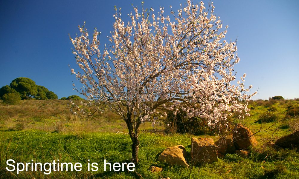 Almond Tree in bloom in the Algarve