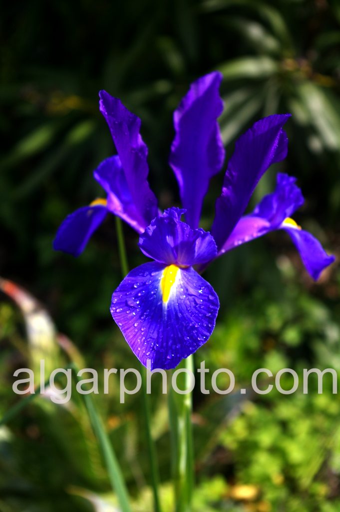 Algarve photography Springtime lily macro 2