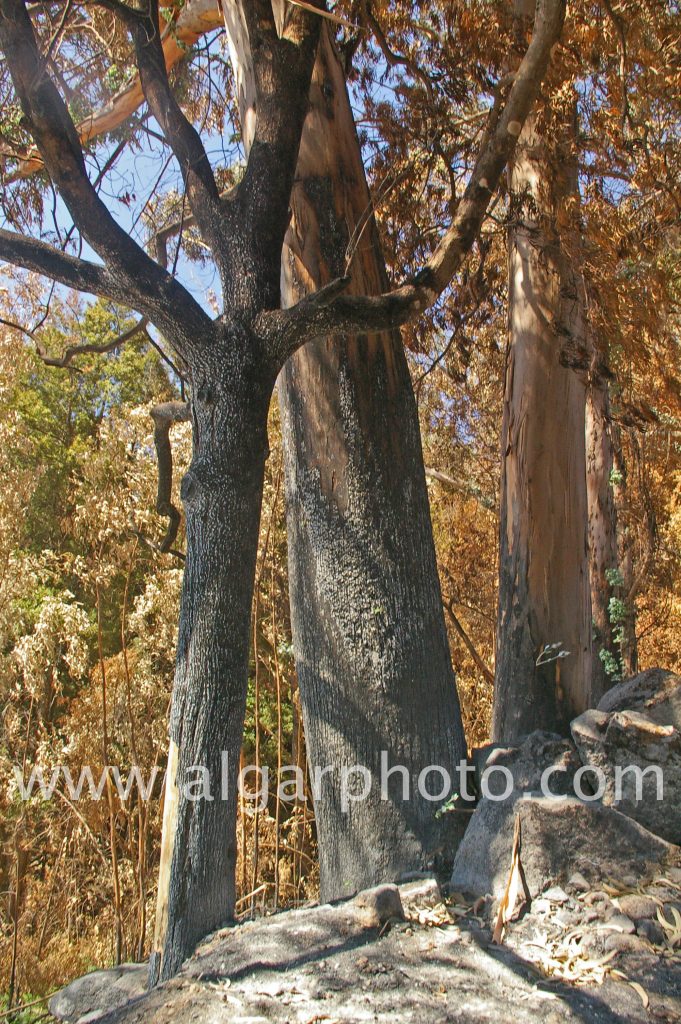 Algarve photography fire damaged eucalyptus trees near Foia Monchique