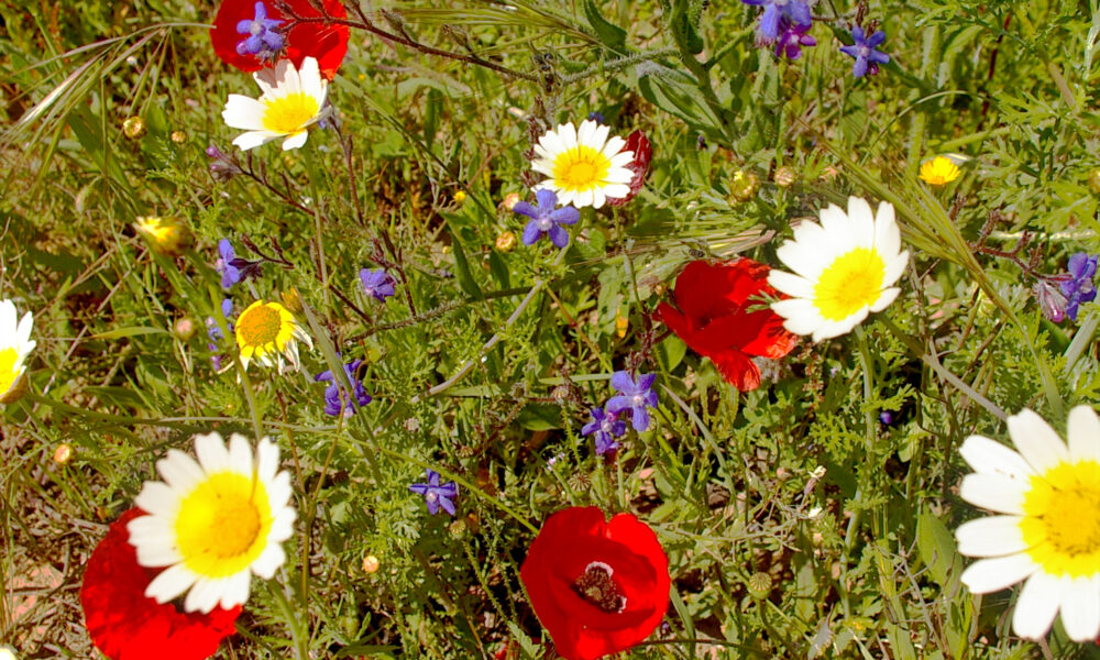 Wildflower Meadow spring in the Algarve
