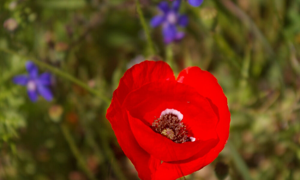 a single poppy in spring Algarve