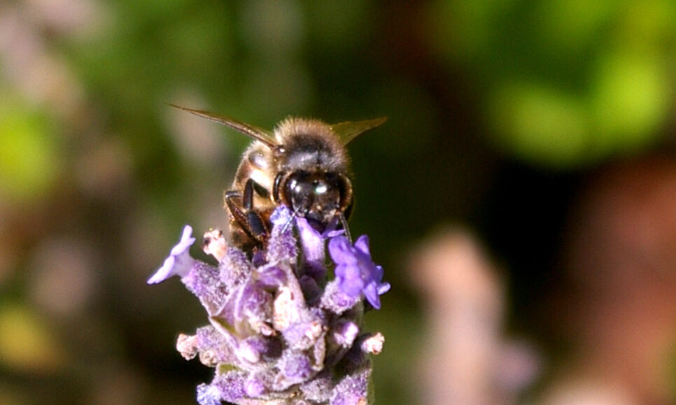 Bees getting busy Spring in the Algarve