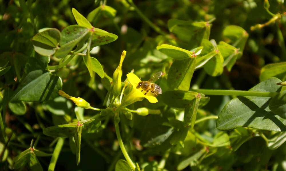 Bees staying Busy