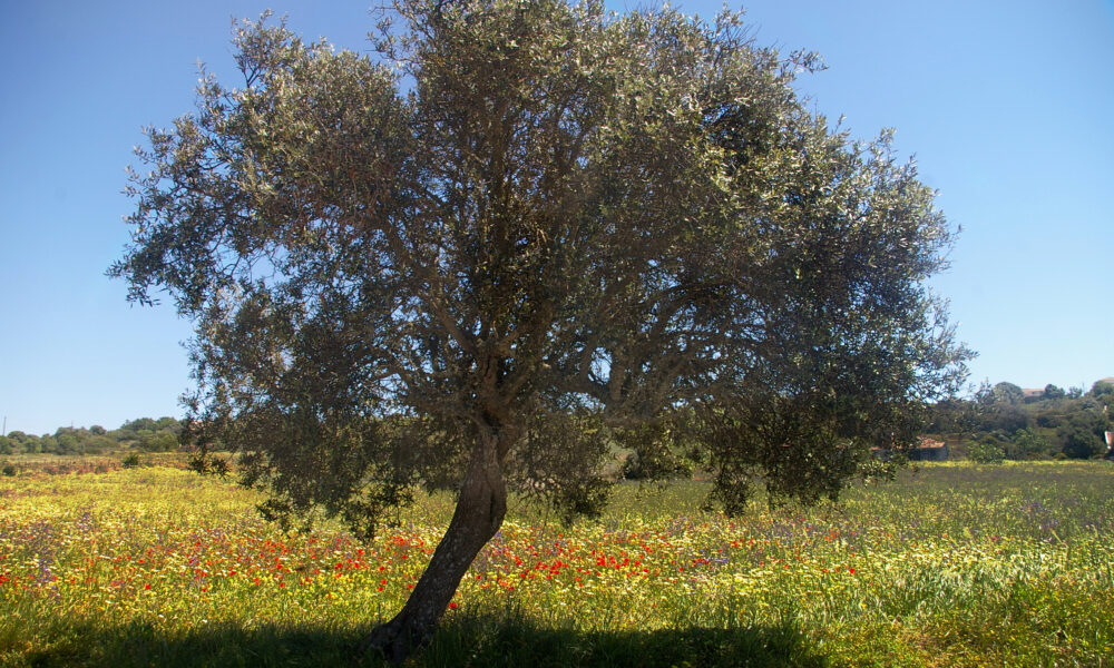 Spring wild flowers bloom in the Algarve